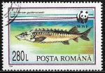 Stamps Romania -  Peces - Acipenser güldenstaedti)