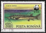 Stamps Romania -  Peces - Acipenser stellatus
