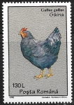 Stamps Romania -  Aves - Gallus gallus