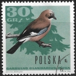 Stamps Poland -  Aves - Garrulus glandarius