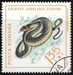 Stamps Romania -  Reptiles - Coluber jugularis caspius