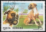 Sellos del Mundo : Europa : Rumania : Perros - German Boxer 
