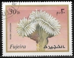 Stamps United Arab Emirates -  Vida marina - Mussa angulosa