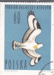Stamps Poland -  PÁJARO