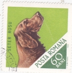 Stamps Romania -  PERRO DE RAZA. SETER