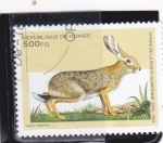 Stamps : Africa : Guinea :  conejo