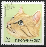 Stamps Hungary -  Gatos - European Shorthair