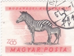 Stamps Hungary -  Cebra