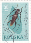 Stamps Poland -  INSECTO