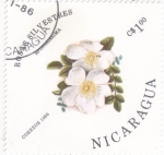 Stamps : America : Nicaragua :  FLORES- rosas silvestres