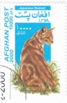 Stamps Afghanistan -  GATO DE RAZA