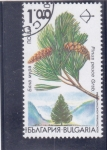 Stamps Bulgaria -  Árboles endémicos de Bulgaria - Pinus peuce