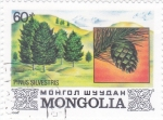 Sellos de Asia - Mongolia -  PINOS SILVESTRES