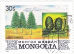 Stamps Mongolia -  Abies sibirica