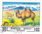 Stamps Mongolia -  CAMELLOS