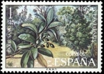 Stamps Spain -  ESPAÑA 1973 2120 Sello Nuevo Serie Flora Barbusano Apolloneis Canariensis