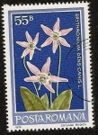Stamps Romania -  Flora - Erythronium diente de perro
