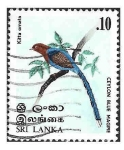 Sellos de Asia - Sri Lanka -  564 - Urraca azul de Ceilán