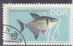 Stamps Europe - Germany -  PEZ
