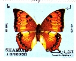 Stamps Europe - United Arab Emirates -  Mariposa
