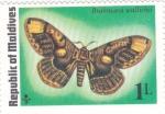  de Asia - Maldivas -  Mariposa