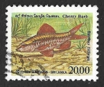 Stamps Sri Lanka -  980 - Barbo Cereza