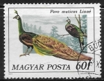 Stamps : Europe : Hungary :  Aves - Pavo muticus