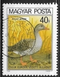 Stamps : Europe : Hungary :  Aves - Anser anser