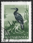 Stamps : Europe : Hungary :  Aves - Phalacrocorax carbo