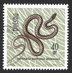 Stamps : Europe : Poland :  1135 - Culebra Lisa Europea