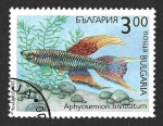 Stamps : Europe : Bulgaria :  3768 - Panchax Cola-de-Lira de Dos Bandas