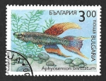 Sellos de Europa - Bulgaria -  3768 - Panchax Cola-de-Lira de Dos Bandas
