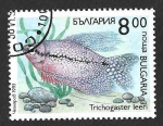 Stamps Europe - Bulgaria -  3771 - Gurami Perla