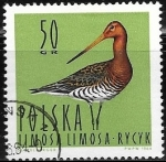 Sellos del Mundo : Europe : Poland : Aves - Limosa limosa