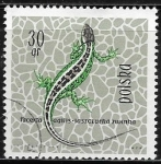 Stamps Poland -  Reptiles - Lacerta agilis