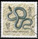 Sellos de Europa - Polonia -  Reptiles - Natrix natrix