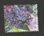  de Europa - Rusia -  7916 - Flor de Rusia, Lilas Dzhambul