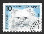 Stamps Europe - Bulgaria -  3513 - Gato Persa