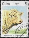 Stamps America - Cuba -  Desarrollo de la ganaderia - Charolais