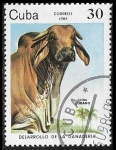 Stamps America - Cuba -  Desarrollo de la ganaderia - Cebu Cubano