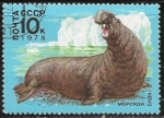 Stamps Russia -  Focas
