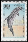 Stamps Cuba -  Delfines - Risso's Dolphin