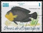 Stamps : America : Cuba :  Peces de Aquario - Centropyge argi