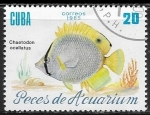 Stamps : America : Cuba :  Peces de Acuarium -Chaetodon ocellatus