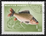 Stamps : Europe : Hungary :  Peces - Cyprinus caprio