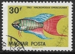 Stamps Hungary -  Peces - Macropodus opercularis