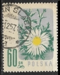 Stamps Europe - Poland -  Flores - Carlina acaulis