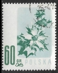 Stamps Europe - Poland -  Flores - Eryngium maritimum