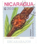 Sellos de America - Nicaragua -  Coleóptero