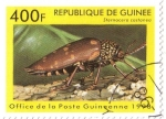 Stamps : Africa : Guinea :  Coleóptero